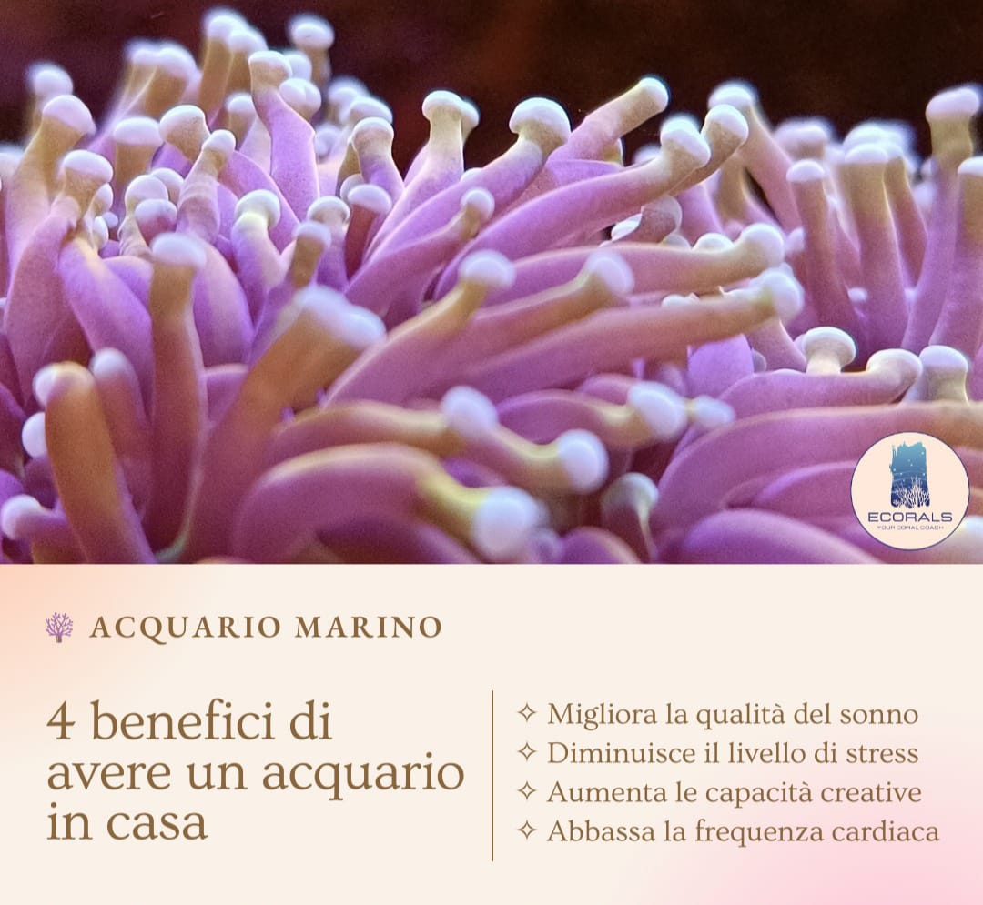 4 Benefici di avere un acquario in casa