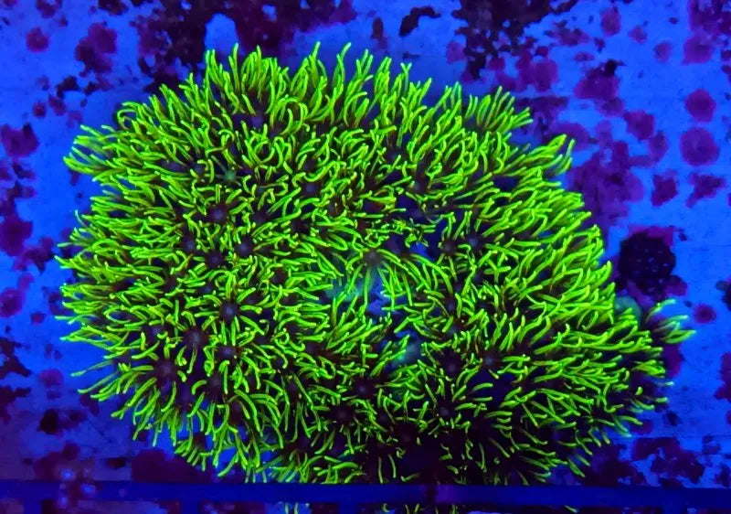Briareum sp. - Ecorals - Vendita Coralli Online