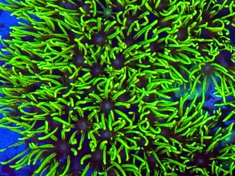 Briareum sp. - Ecorals - Vendita Coralli Online