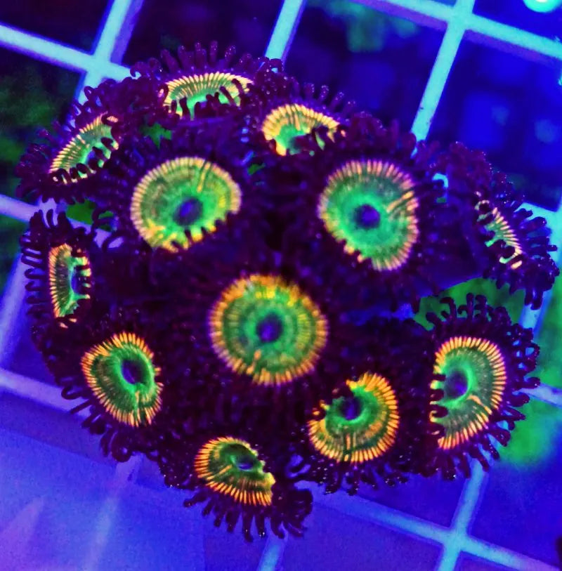 Zoanthus Sunny D - Ecorals - Vendita Coralli Online