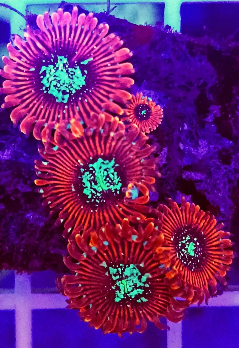 Zoanthus Magicians - Ecorals - Vendita Coralli Online