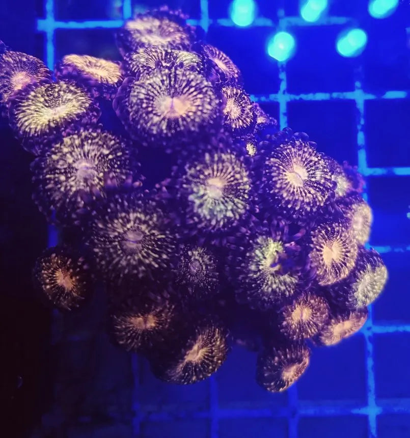 Zoanthus Fairy Dust - Ecorals - Vendita Coralli Online