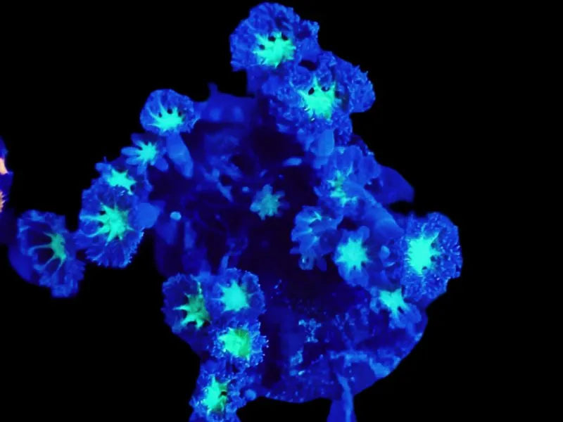Clavularia Multicolor
