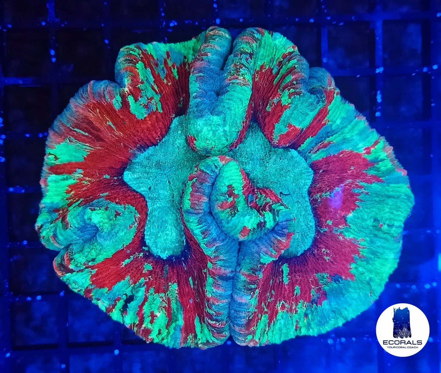 Trachyphillia Mastergrade