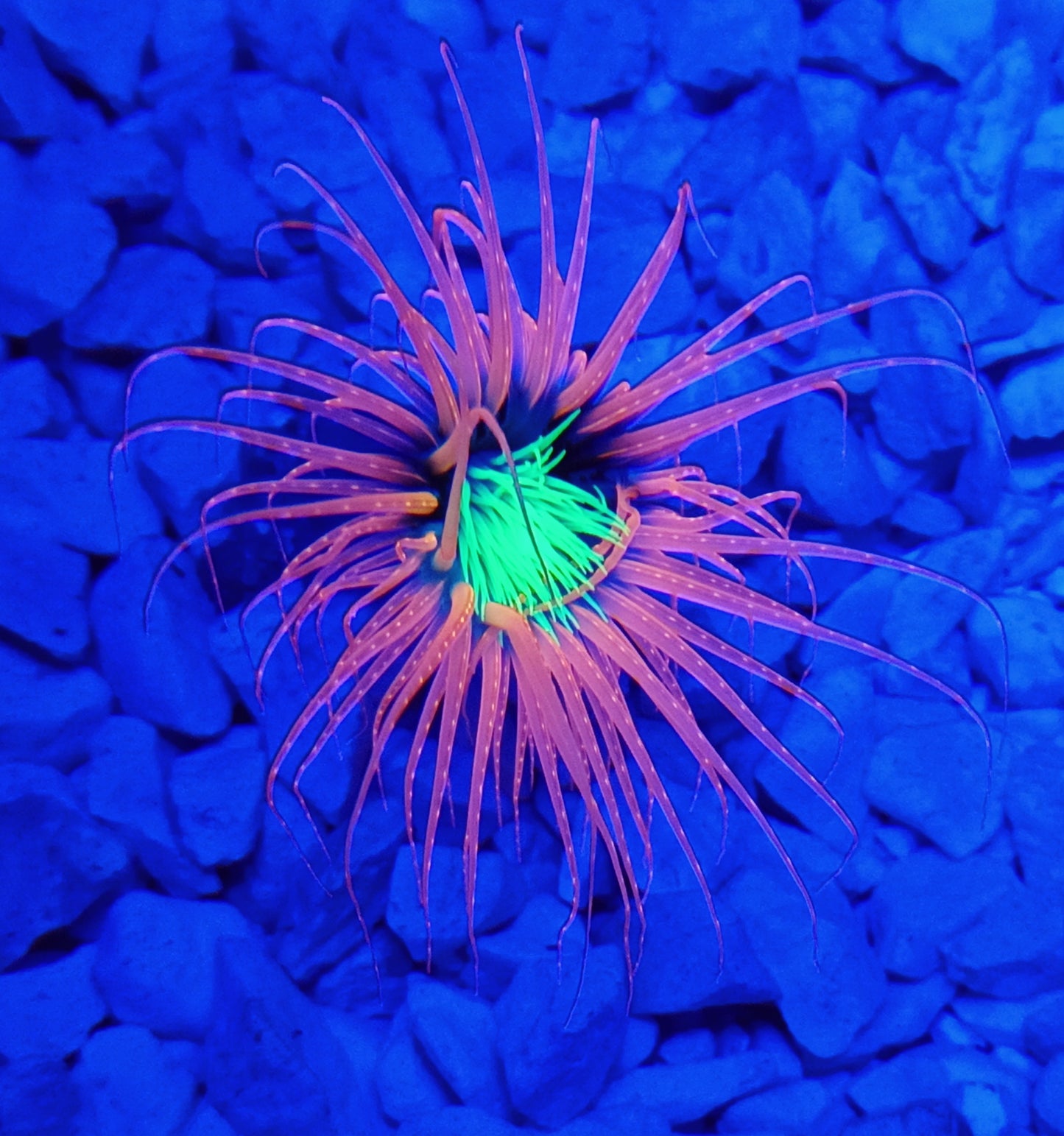 Cerianthus Membranaceus Ultra Orange