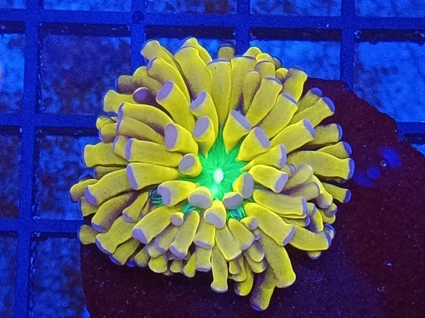 Euphyllia The Holiest Grail Torch "Rare"