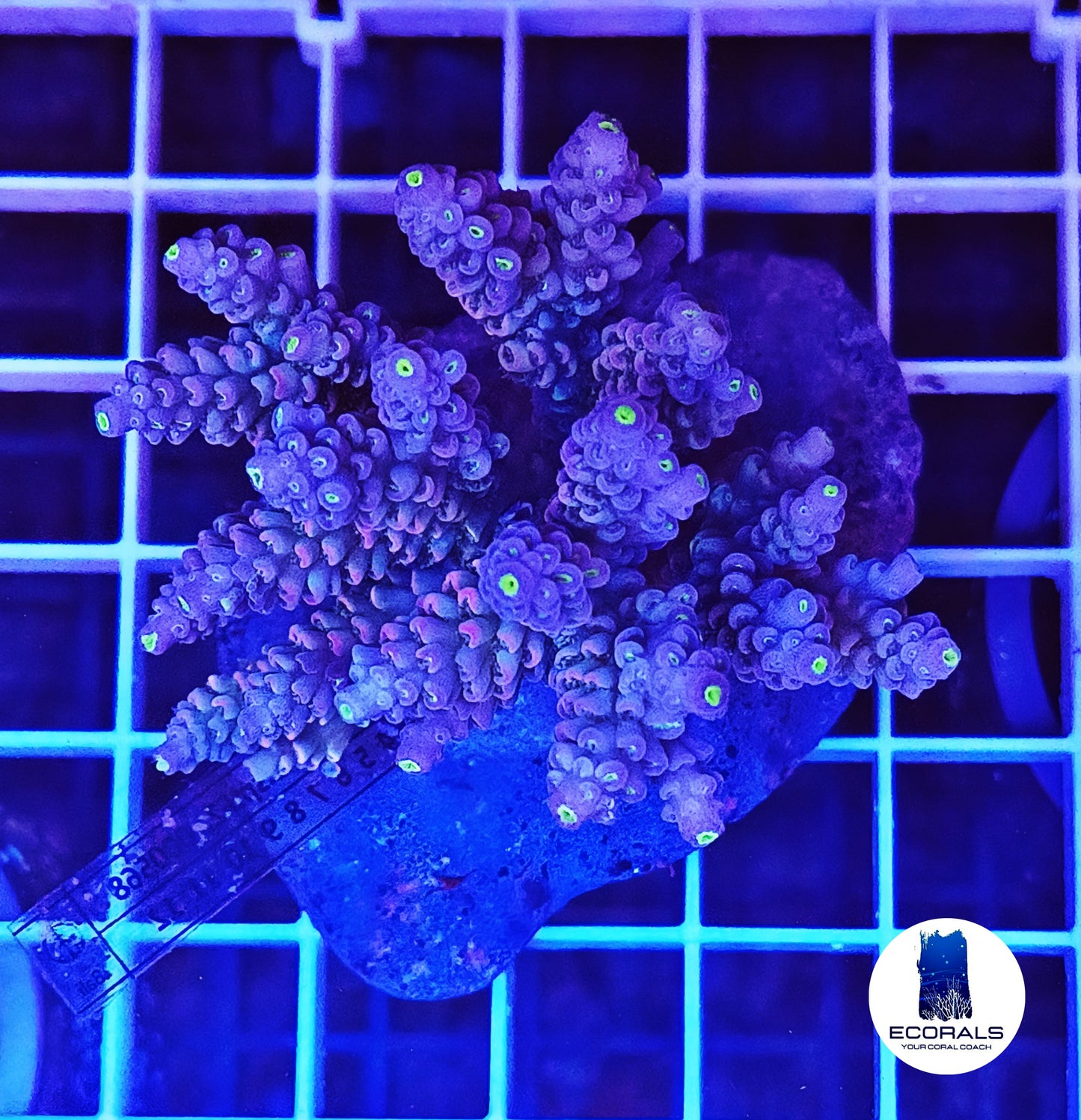 Acropora Tenuis