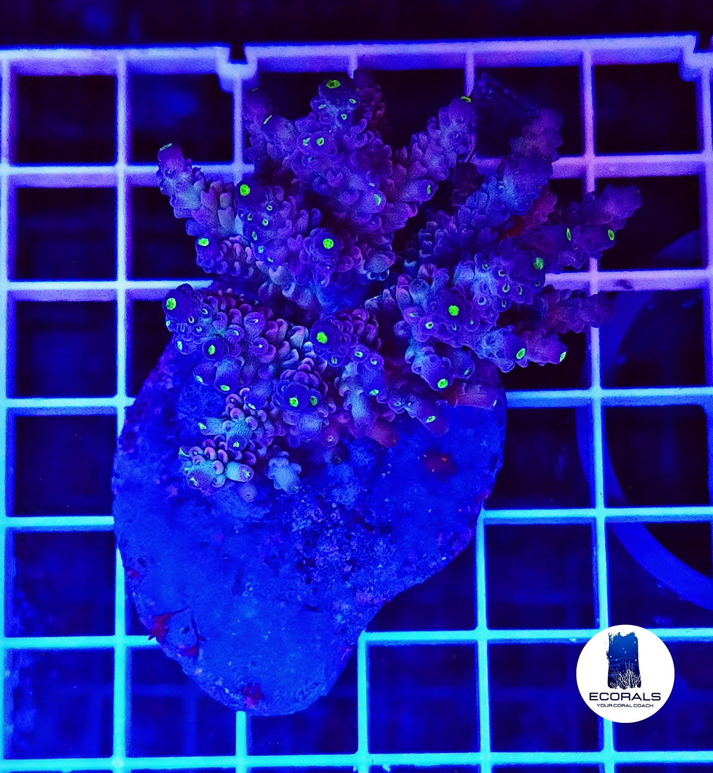 Acropora Tenuis