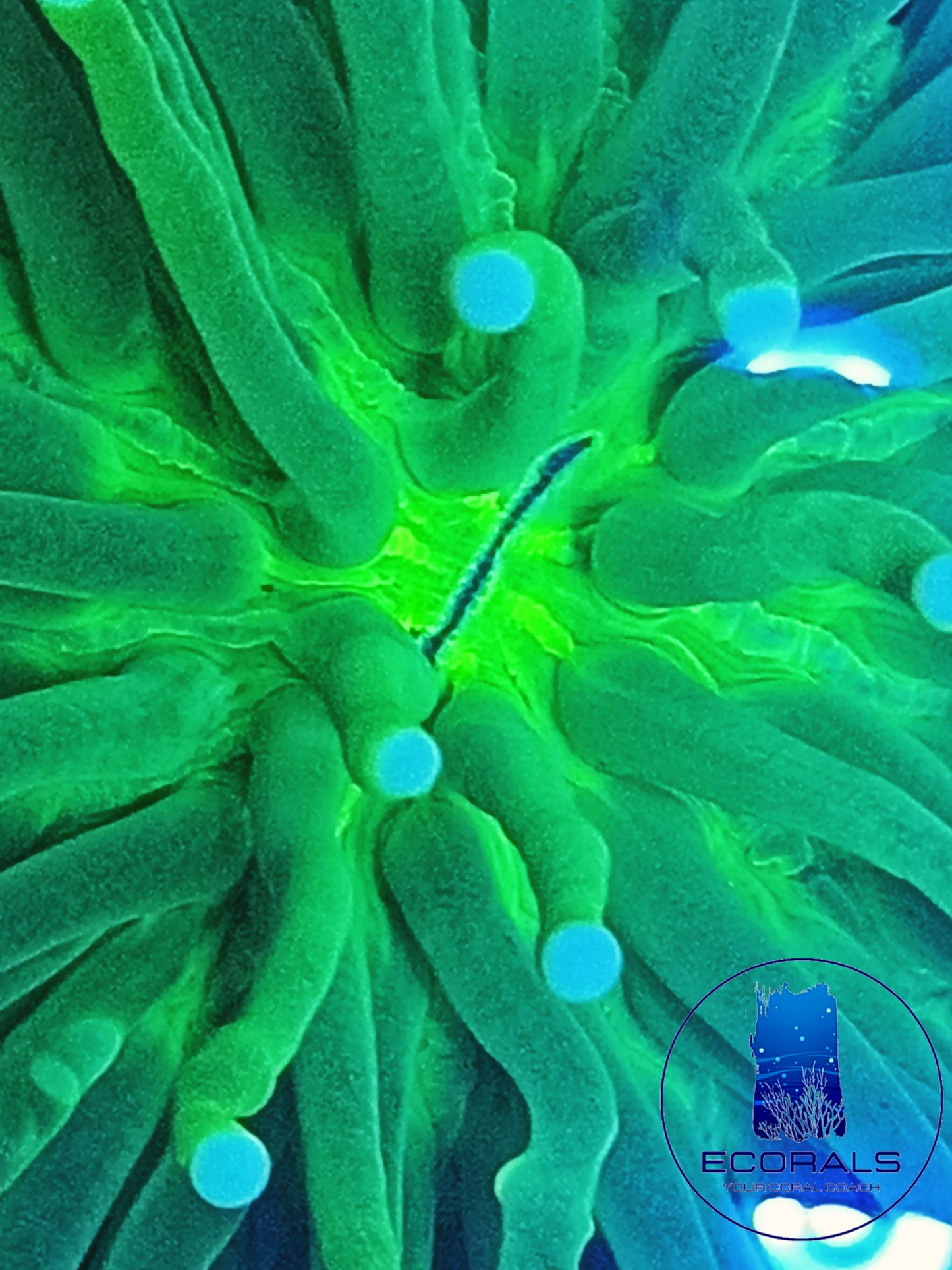 Heliofungia Actiniformis XL "Tiger"