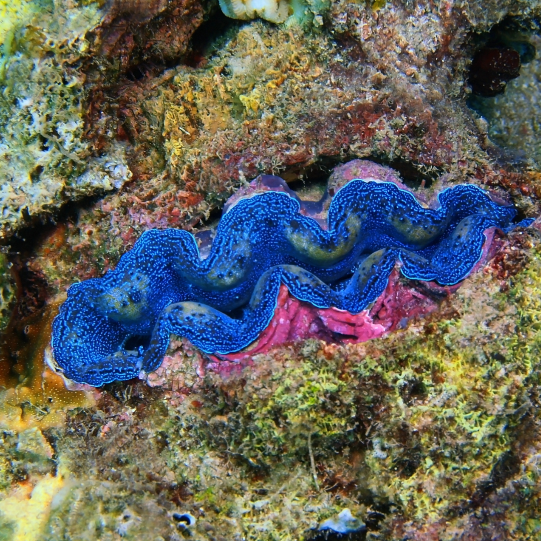 Tridacne