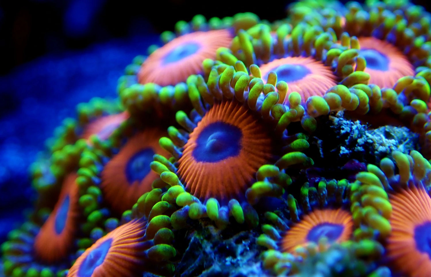 Zoanthus
