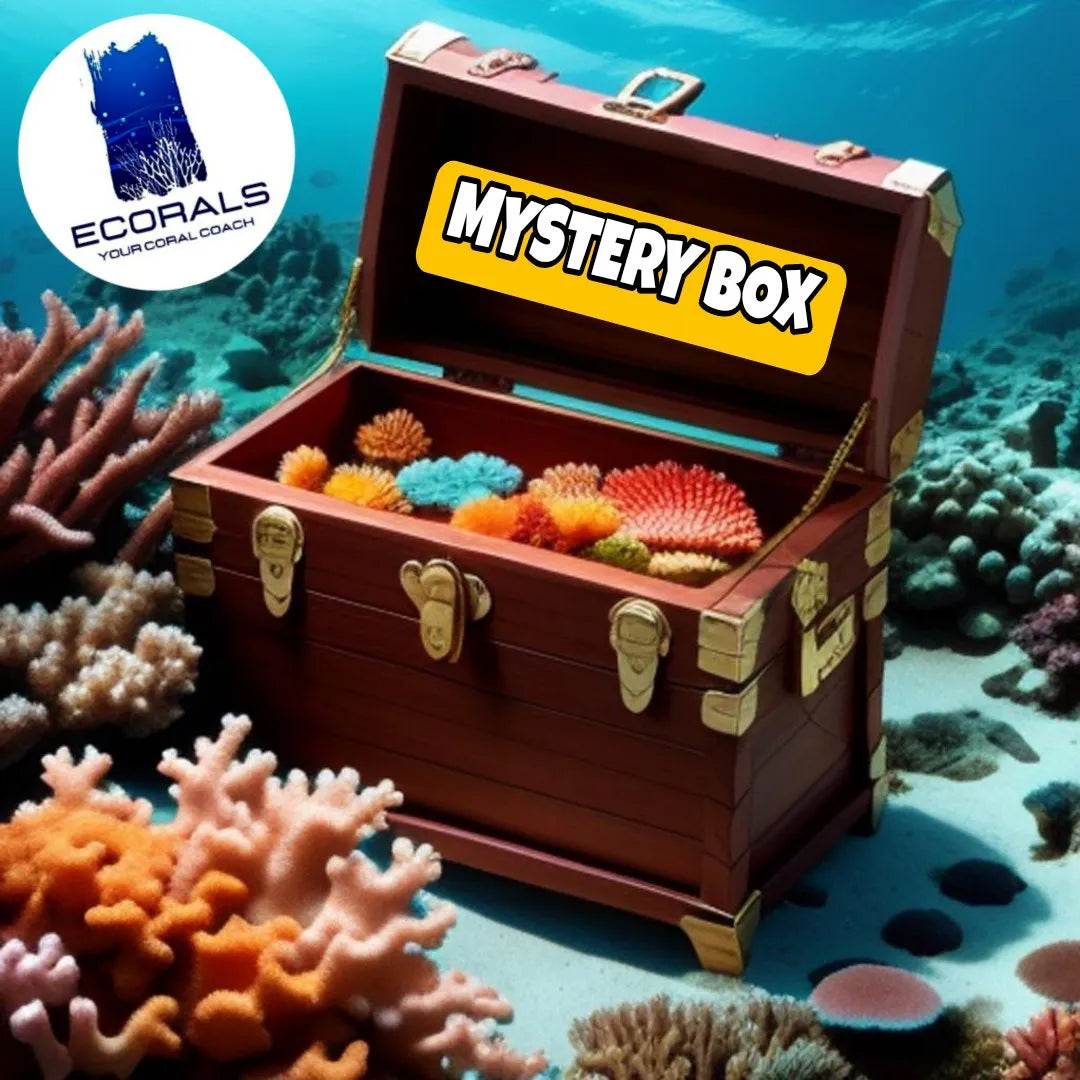 Mystery Box