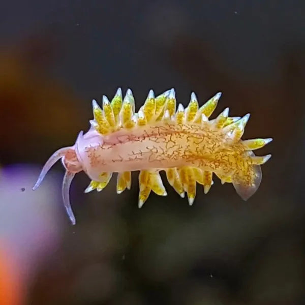 Detritivori