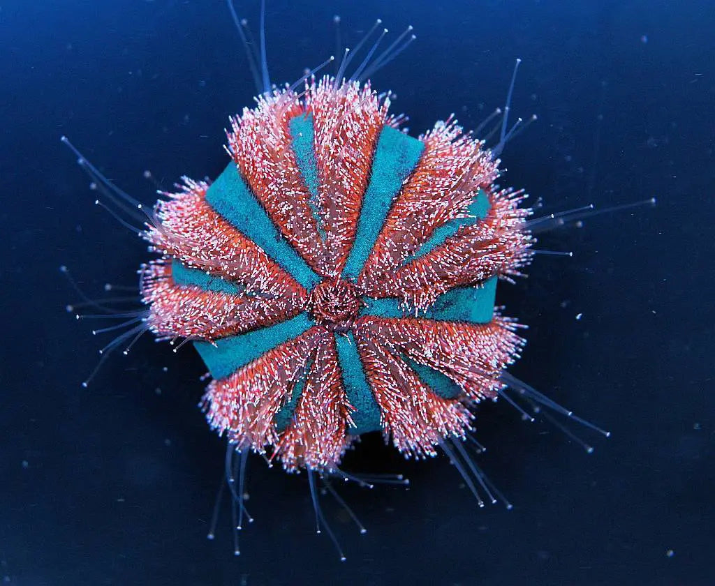 Mespillia Globulus - Ecorals - Vendita Coralli Online