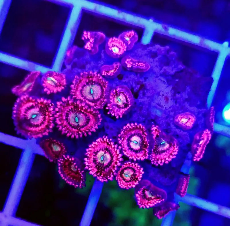 Zoanthus Pink Panther - Ecorals - Vendita Coralli Online
