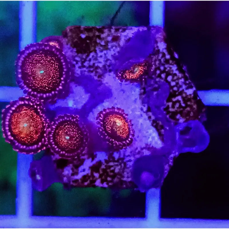 Zoanthus Mohawks - Ecorals - Vendita Coralli Online