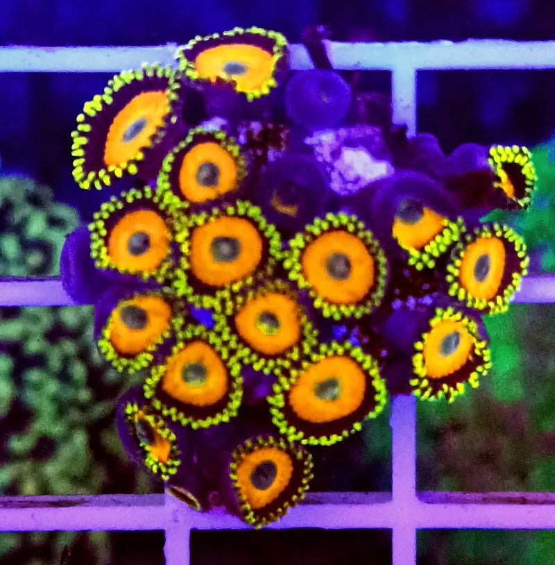 Zoanthus Watermelon - Ecorals - Vendita Coralli Online