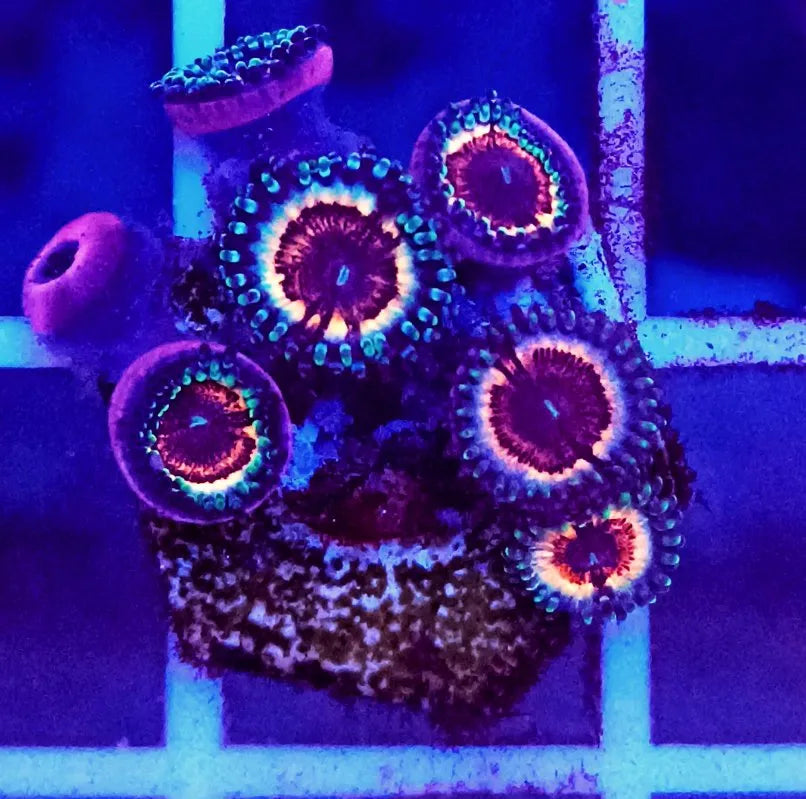 Zoanthus Sonic Flare - Ecorals - Vendita Coralli Online
