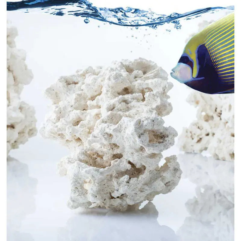 South Seas Base Rock - Ecorals - Vendita Coralli Online
