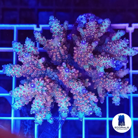 Acropora Selago
