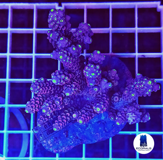 Acropora Tenuis