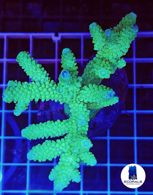 Acropora Formosa