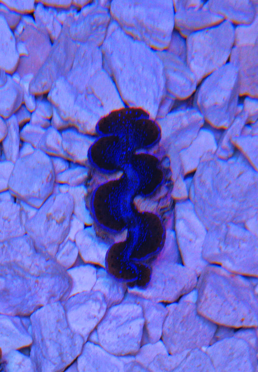 Tridacna Maxima 4cm