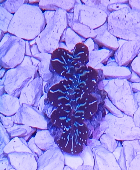 Tridacna Maxima 4cm
