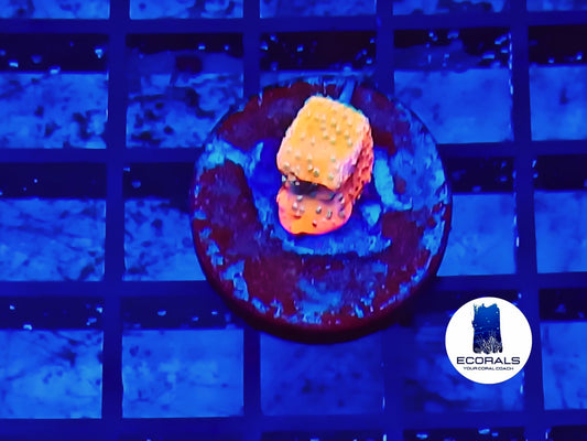 Gold Rush Montipora