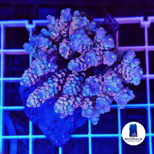 Acropora Tenuis
