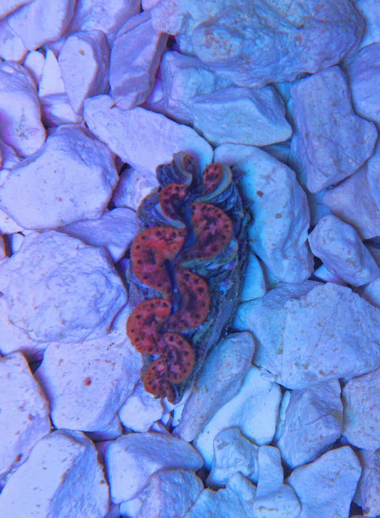 Tridacna Maxima 4cm