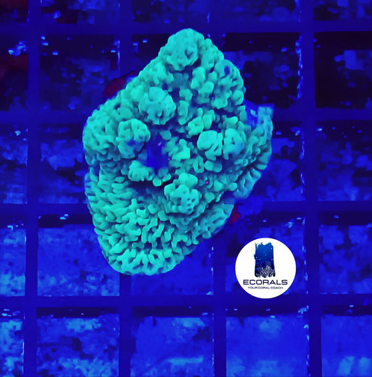 Chili Pepper Montipora