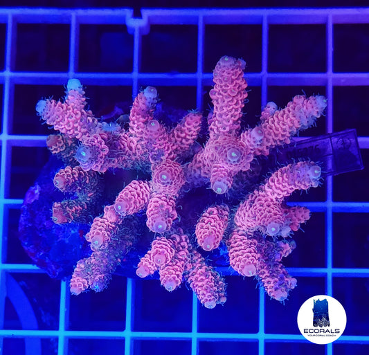 Acropora Millepora