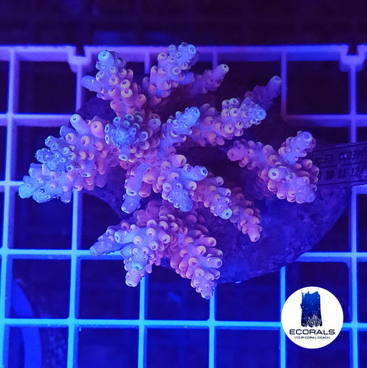 Acropora Loripes