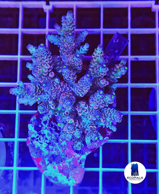 Acropora Tenuis