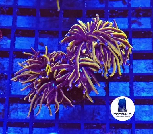Euphyllia Glabrescens 24K