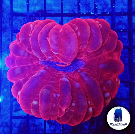 Cynarina Lacrimalis XL "Super Red"