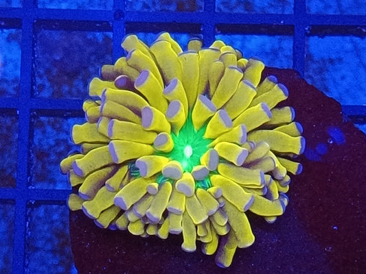 Euphyllia The Holiest Grail Torch "Rare"