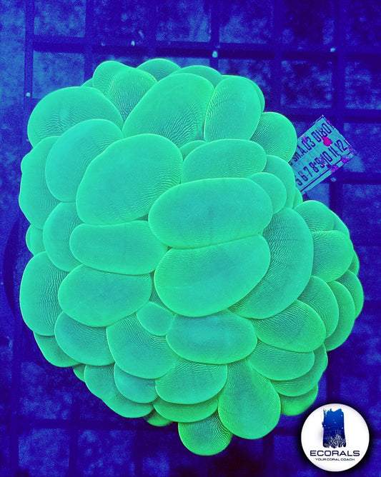 Plerogyra Sinuosa "Metallic Green"