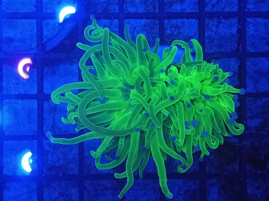 Holy Grail Euphyllia Glabrescens "Double Head"