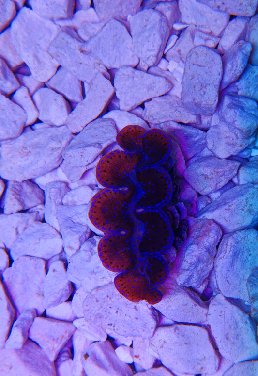 Tridacna Maxima 4cm