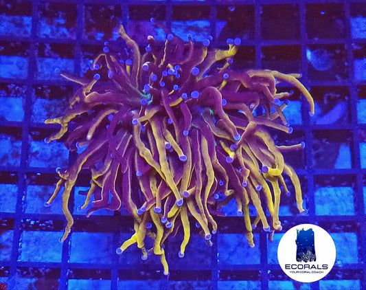 Euphyllia Glabrescens 24K