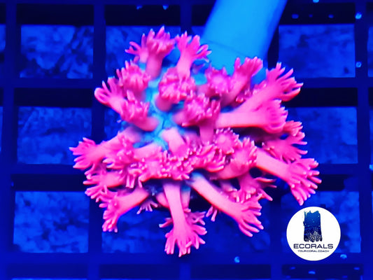 Ultra Mastergrade Pink Goniopora