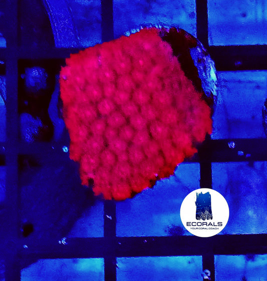 Goniopora Minor Blood Red