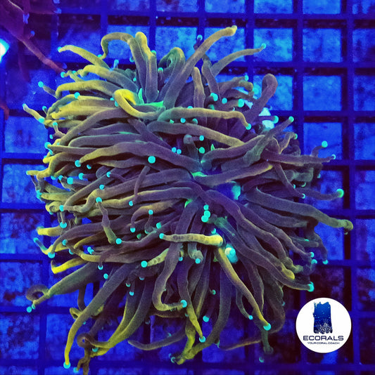 Euphyllia Holy Moly Torch "3 Head"