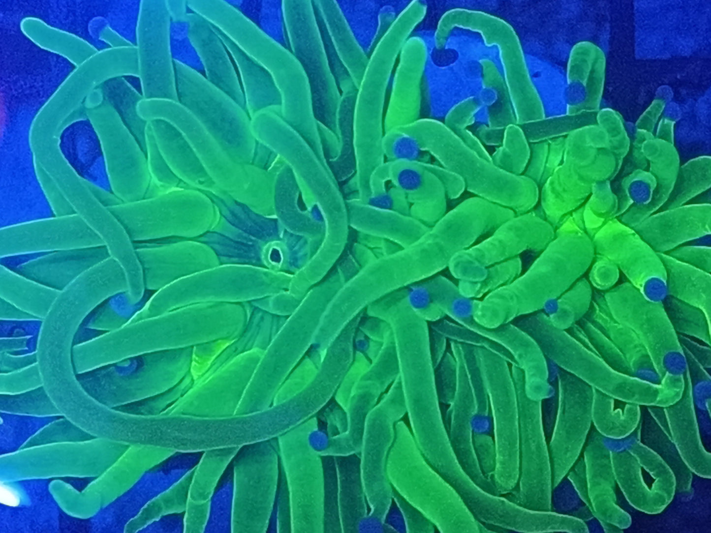 Holy Grail Euphyllia Glabrescens "Double Head"