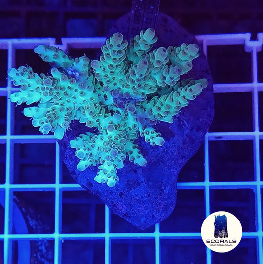 Acropora Subulata