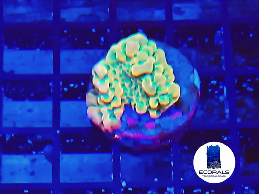 Kung Pao Montipora