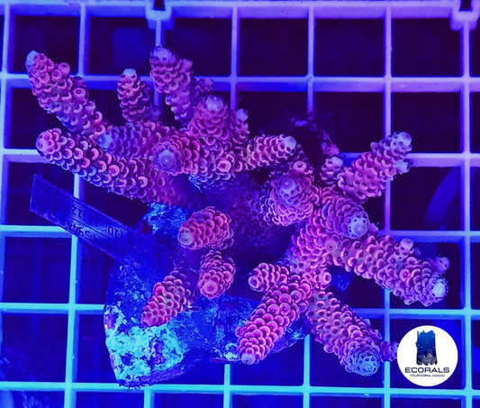 Acropora Millepora