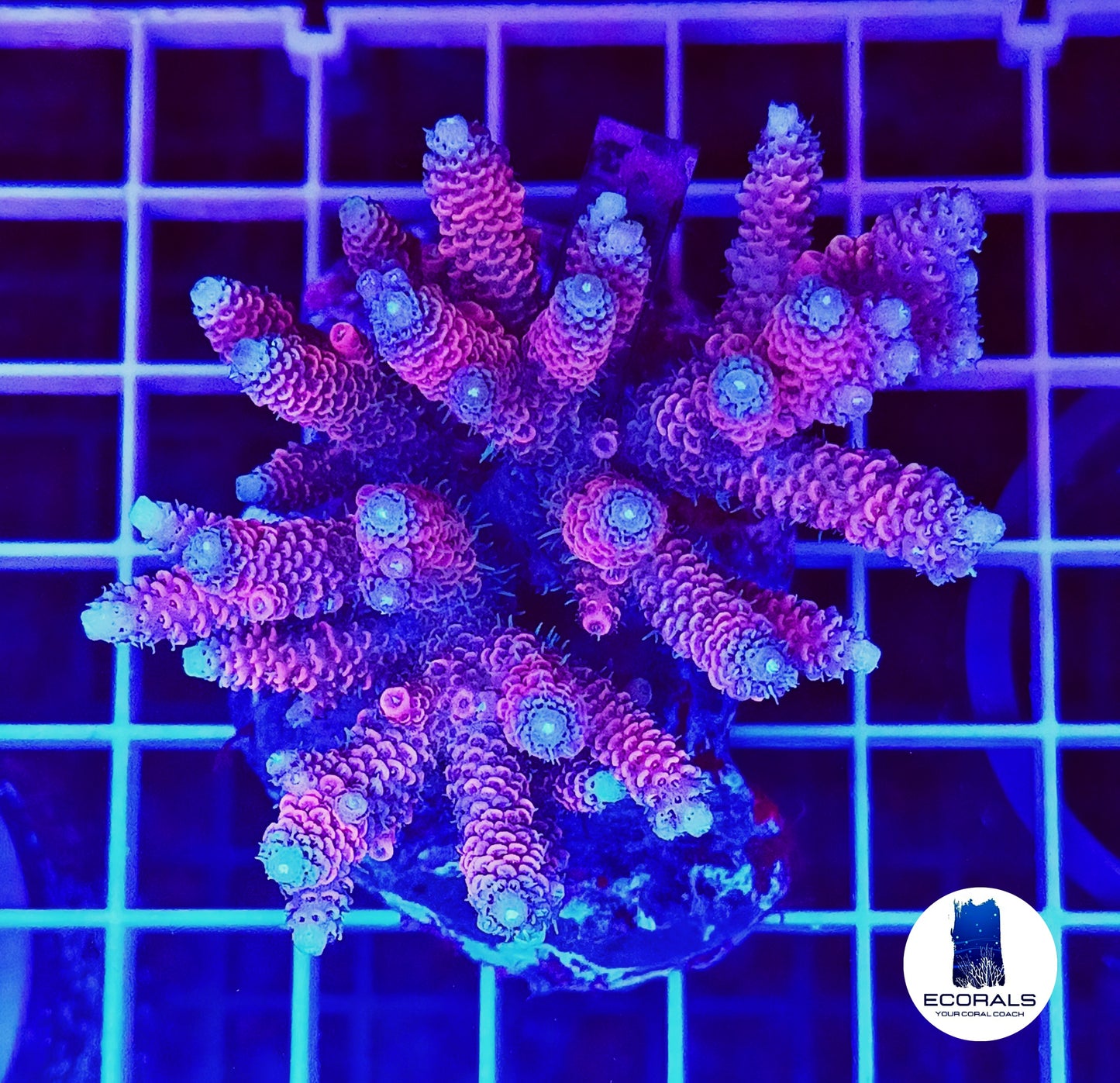 Acropora Millepora